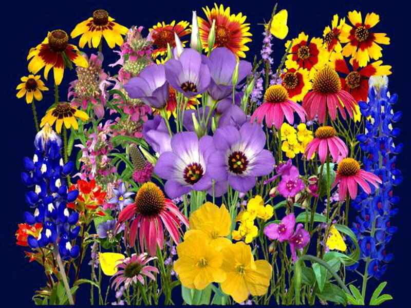 Colorful Wildflowers — Blue