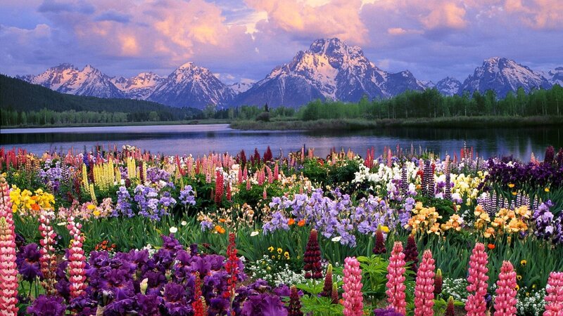 Colorful Wildflowers by Lake — Purple
