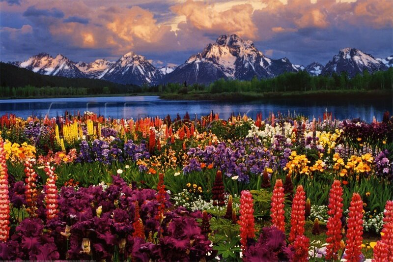 Colorful Wildflowers by Lake