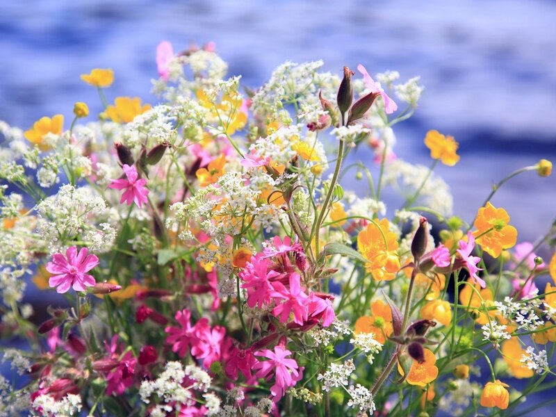 Colorful wildflowers by the water