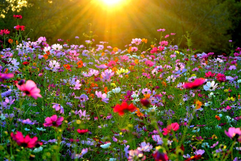 Colorful Wildflowers Field — Pink