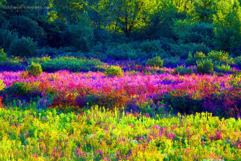 Colorful Wildflowers Field