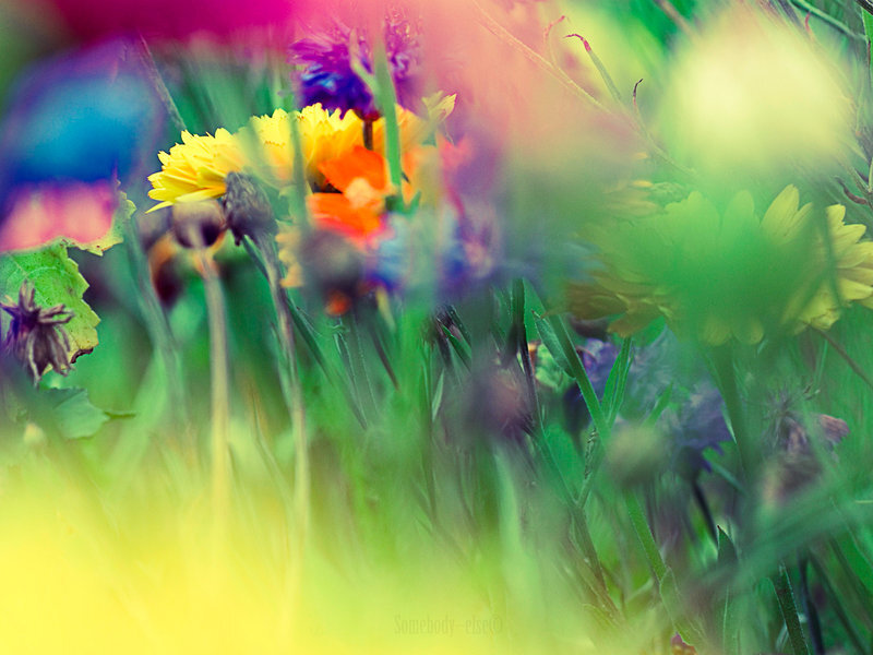 Colorful Wildflowers — Green, Vibrant