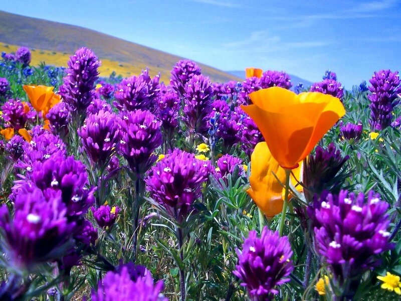 Colorful wildflowers in a field