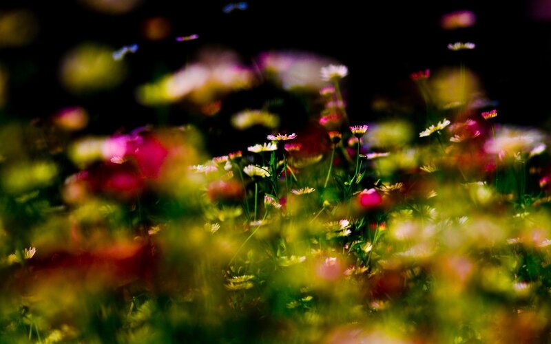Colorful wildflowers in a field
