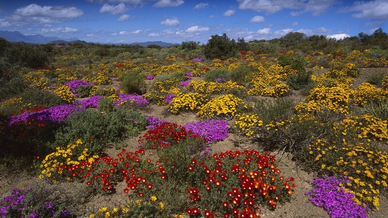 Colorful wildflowers in a field