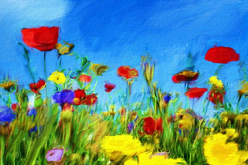 Colorful wildflowers in a field