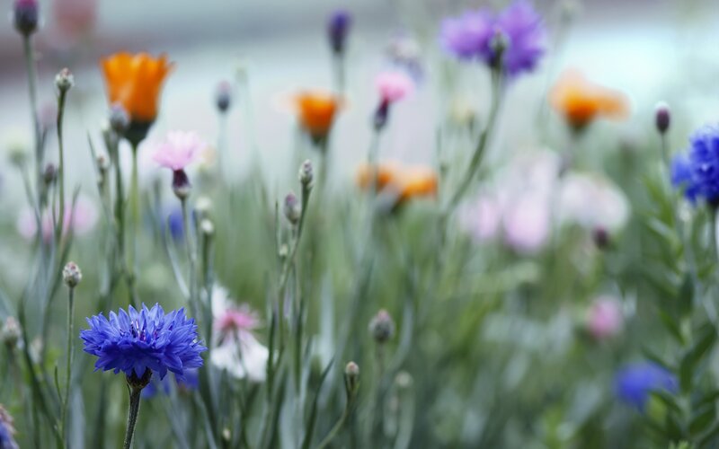 Colorful wildflowers in a field