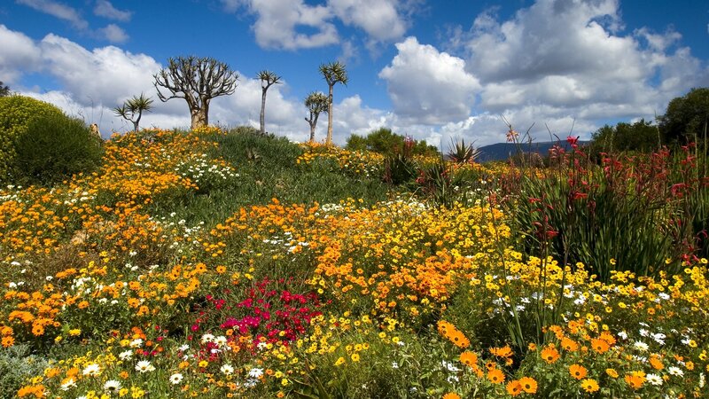 Colorful wildflowers in a garden