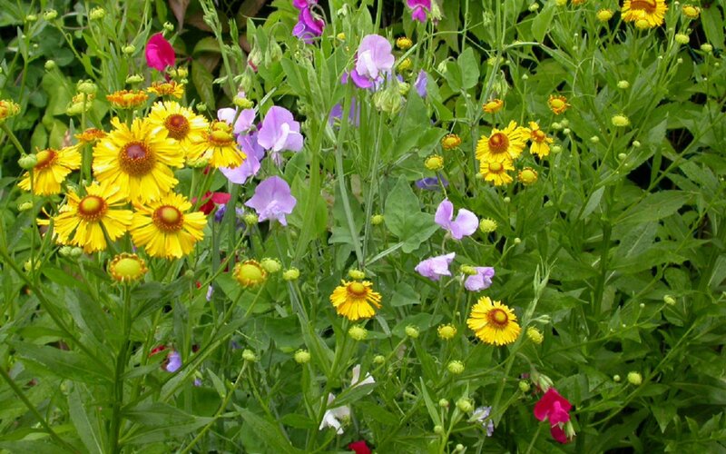 Colorful wildflowers in a garden