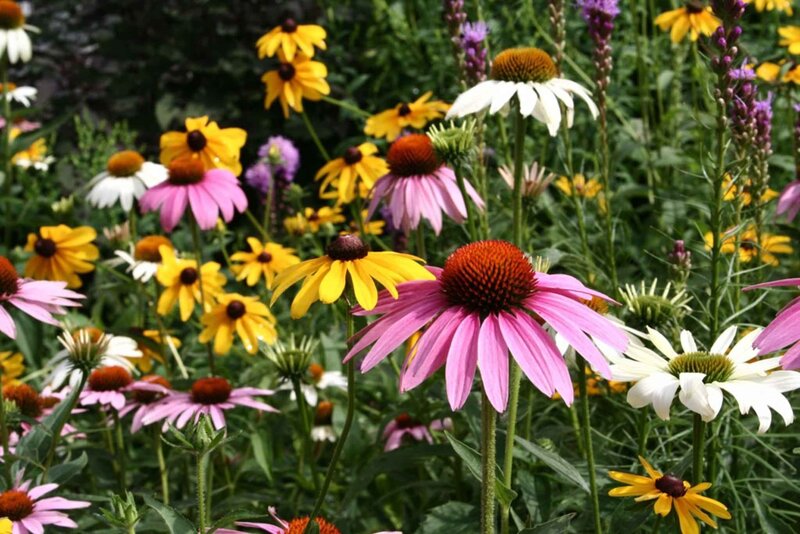 colorful wildflowers in a garden