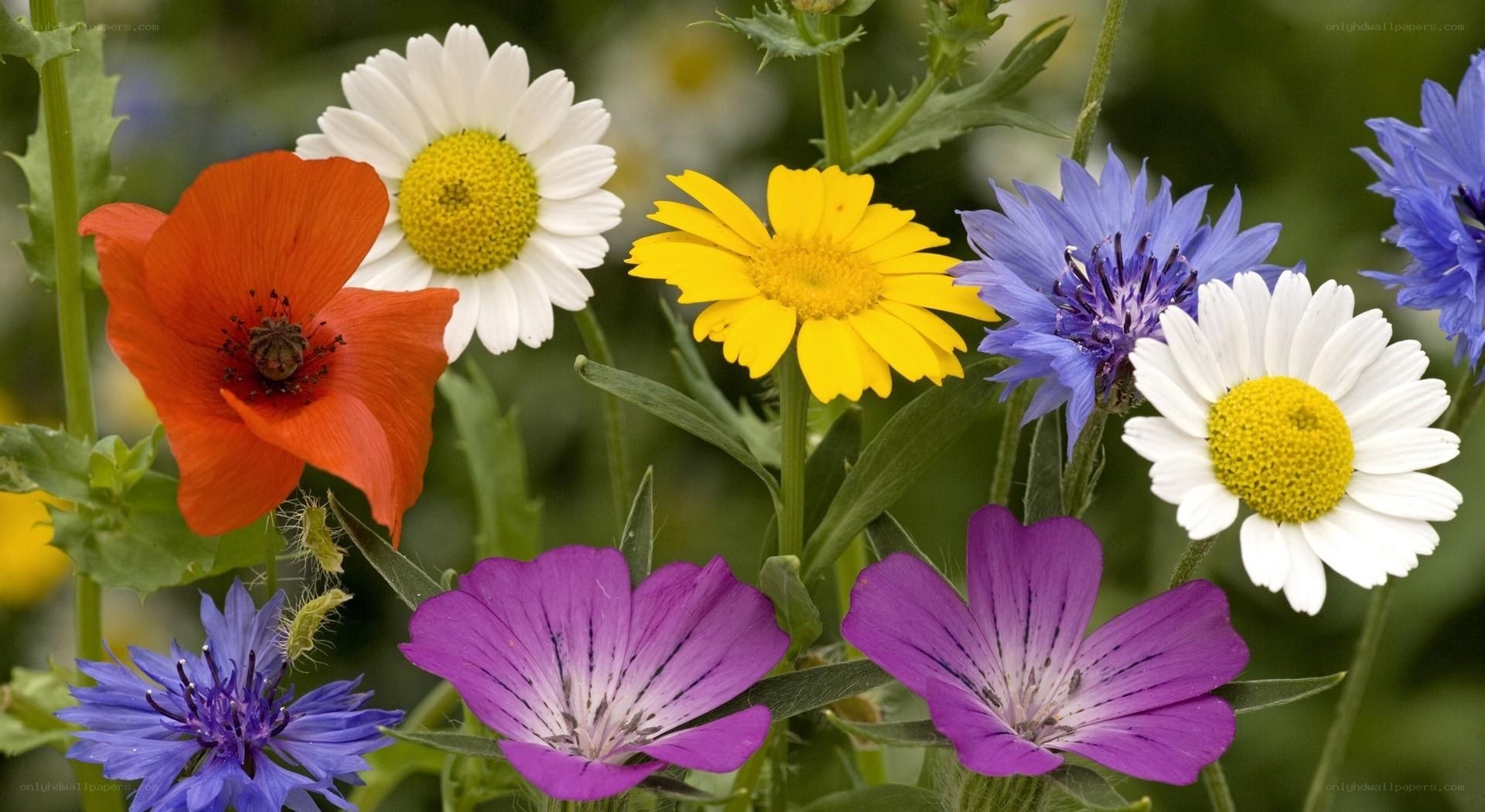 Colorful wildflowers in a garden