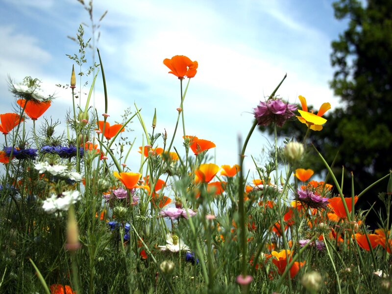 Colorful wildflowers in a meadow