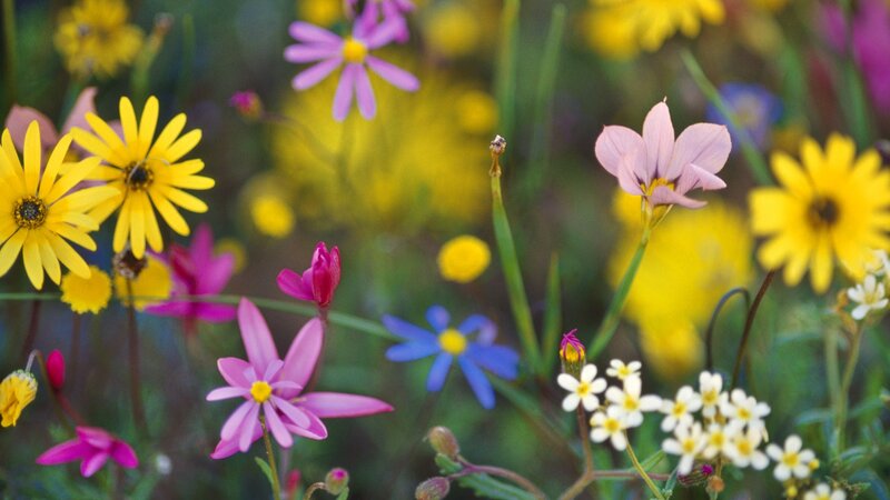 Colorful wildflowers in a meadow