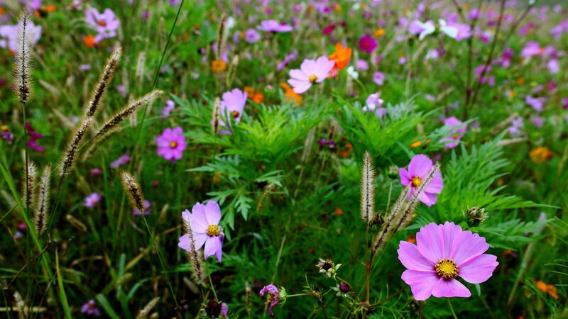 Colorful wildflowers in a meadow