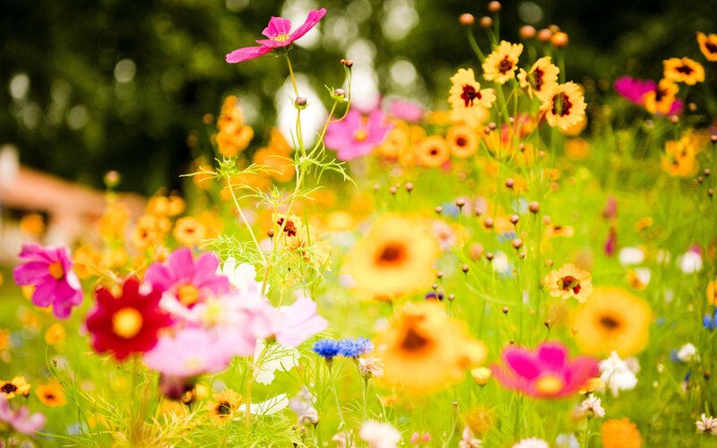 colorful wildflowers in a meadow