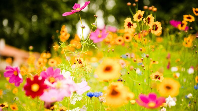 Colorful wildflowers in a meadow