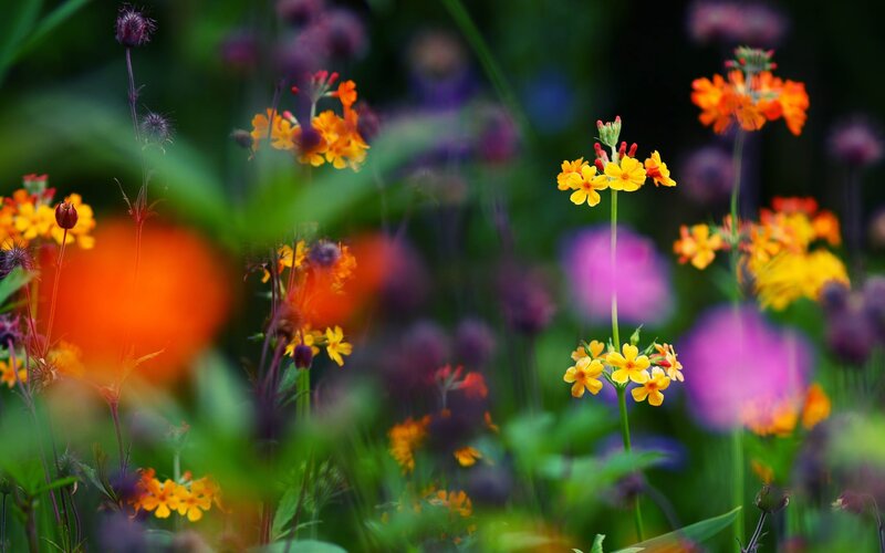 Colorful wildflowers in a meadow