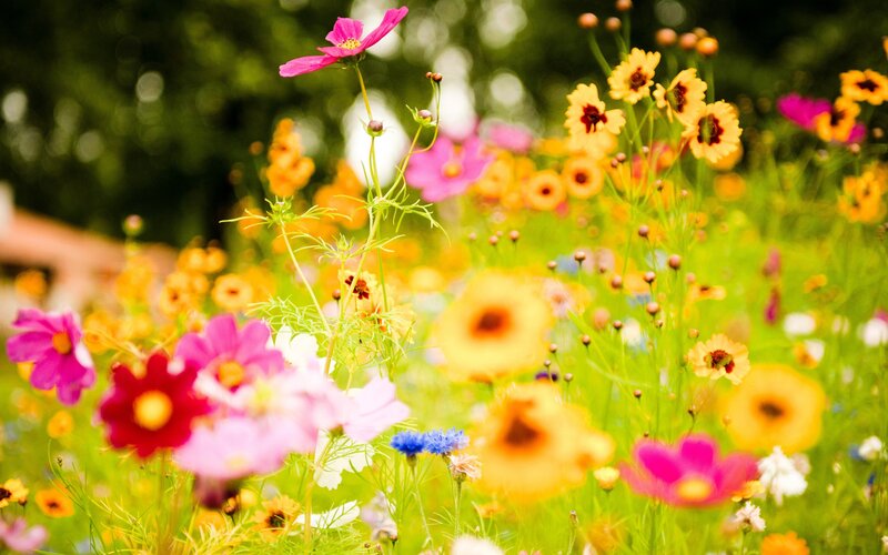 Colorful wildflowers in a meadow