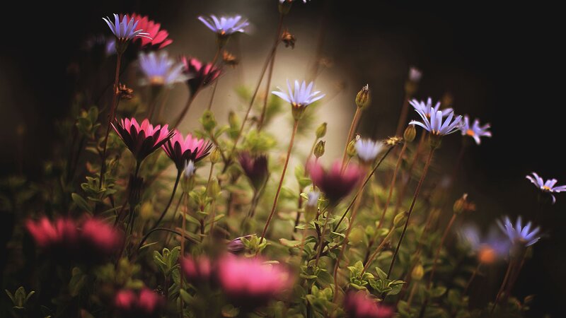 Colorful wildflowers in a meadow