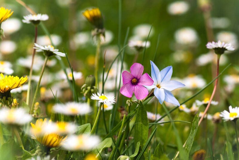 Colorful wildflowers in a meadow