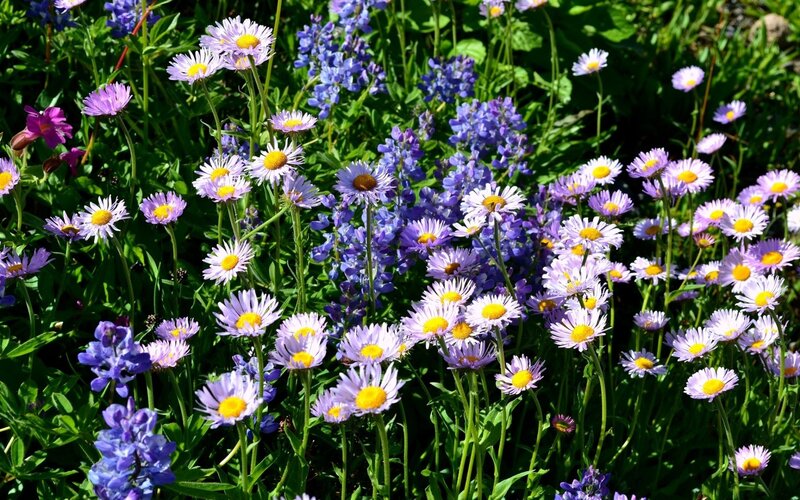 Colorful wildflowers in a meadow