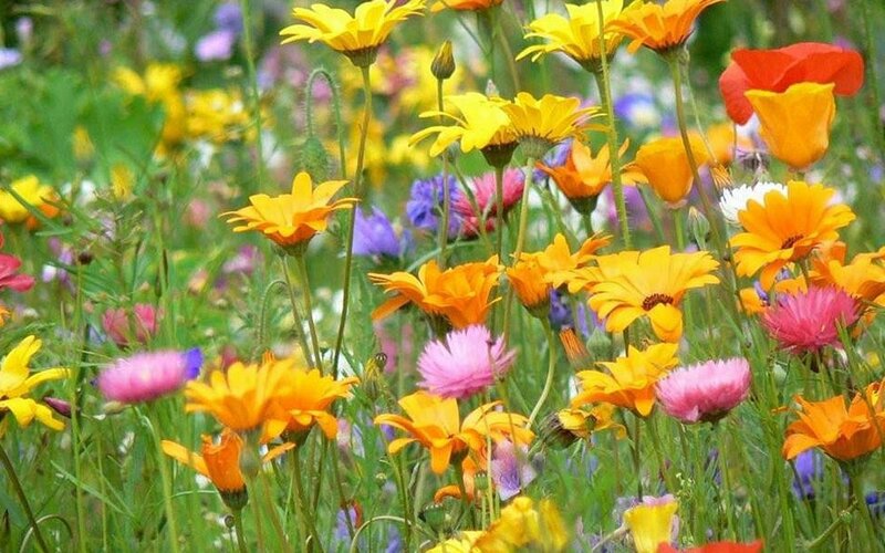 Colorful wildflowers in a meadow