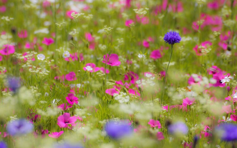 Colorful wildflowers in a meadow