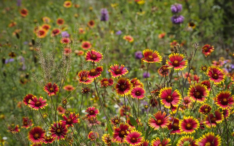 Colorful wildflowers in a meadow