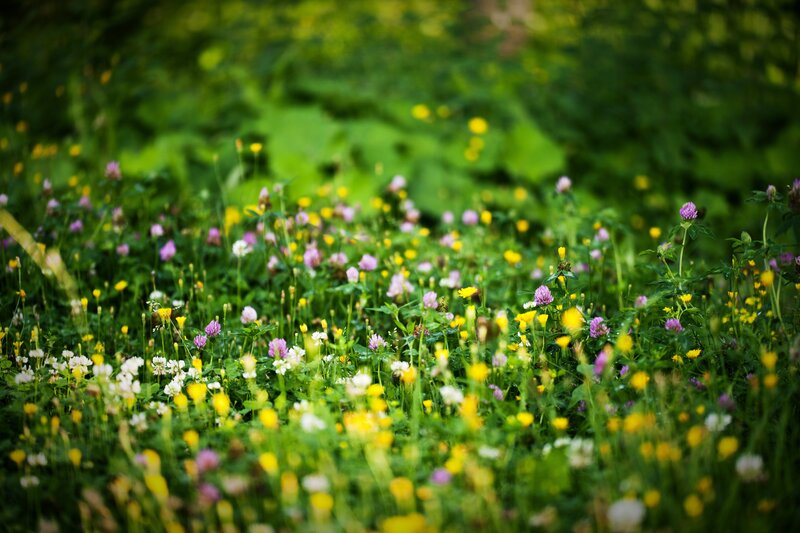 Colorful wildflowers in a meadow