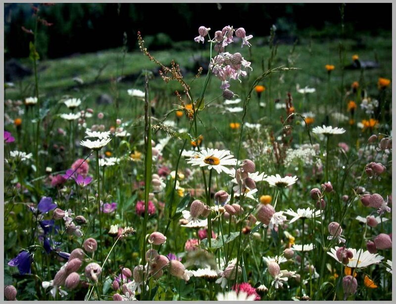 Colorful wildflowers in a meadow