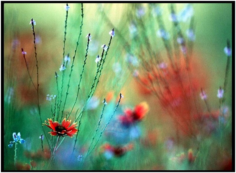 Colorful wildflowers in a meadow
