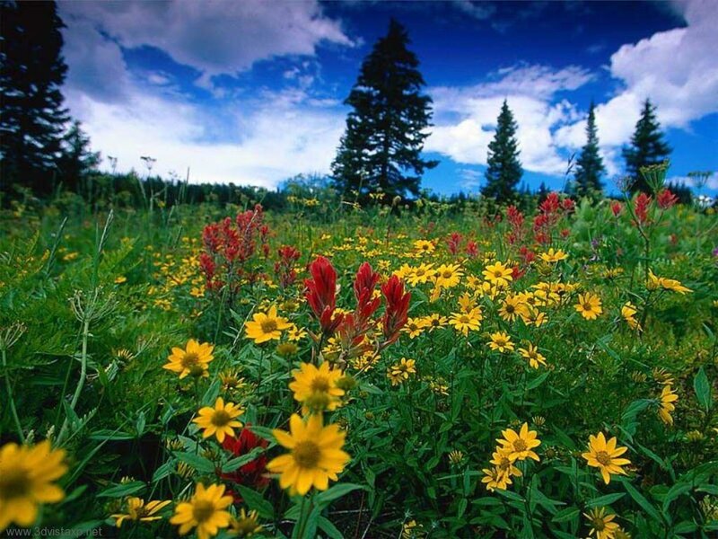 Colorful wildflowers in a meadow