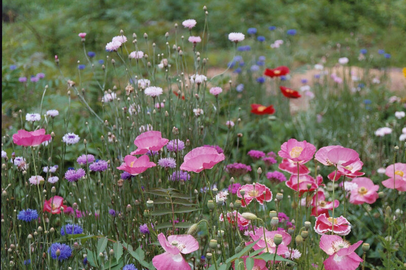 Colorful wildflowers in a meadow