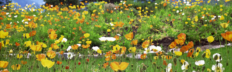 Colorful wildflowers in a meadow