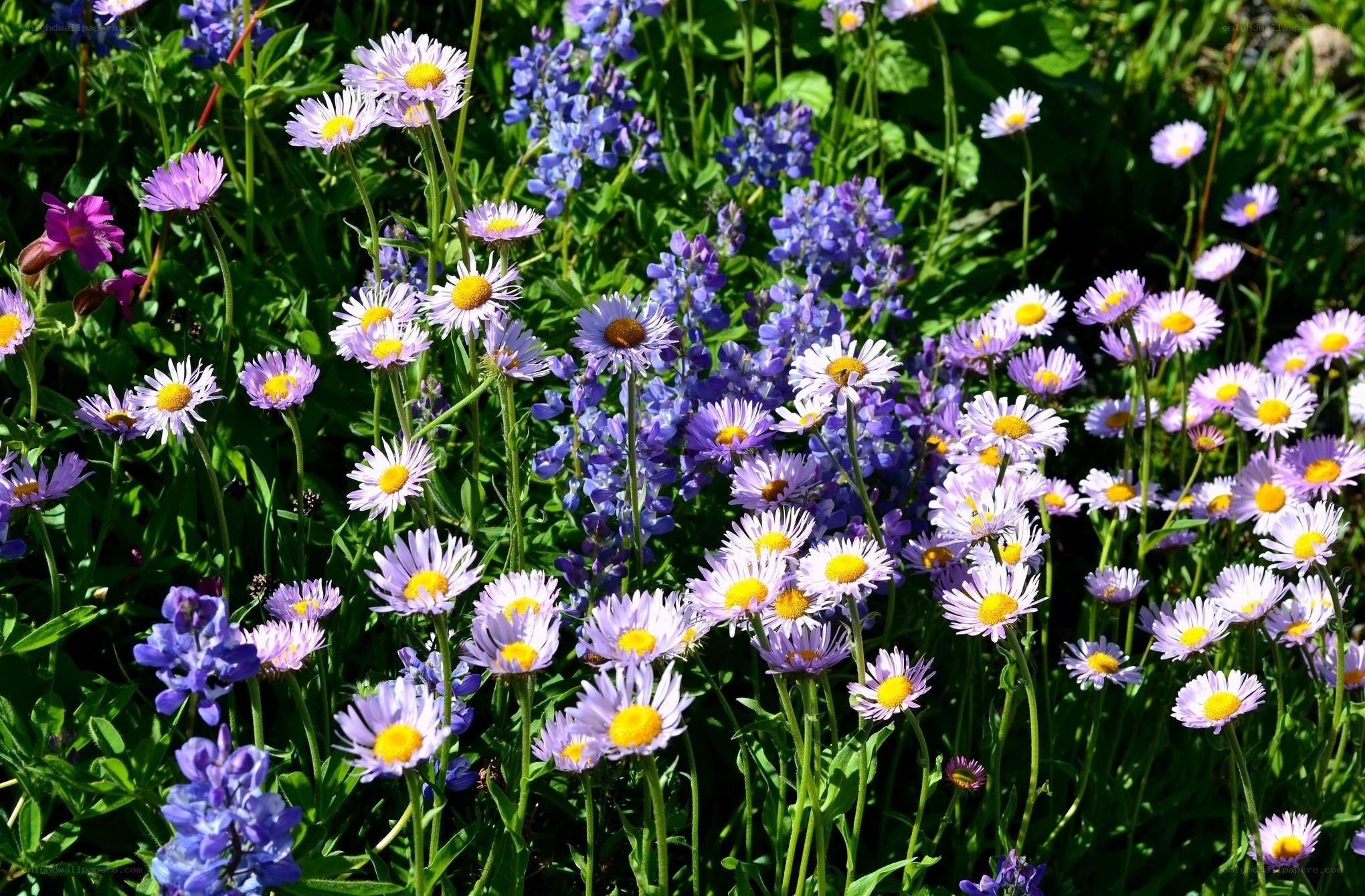 Colorful wildflowers in a meadow