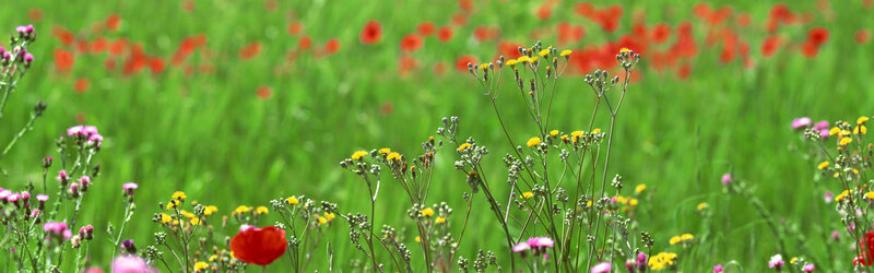 Colorful wildflowers in a meadow