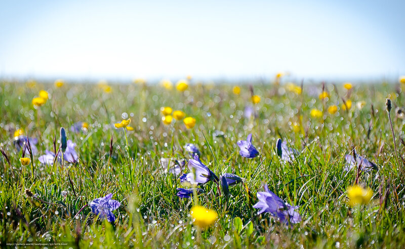 Colorful wildflowers in a meadow