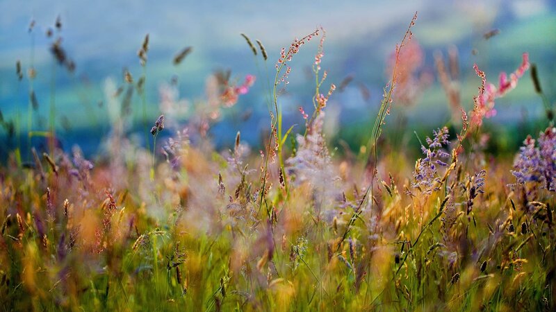 Colorful wildflowers in a meadow