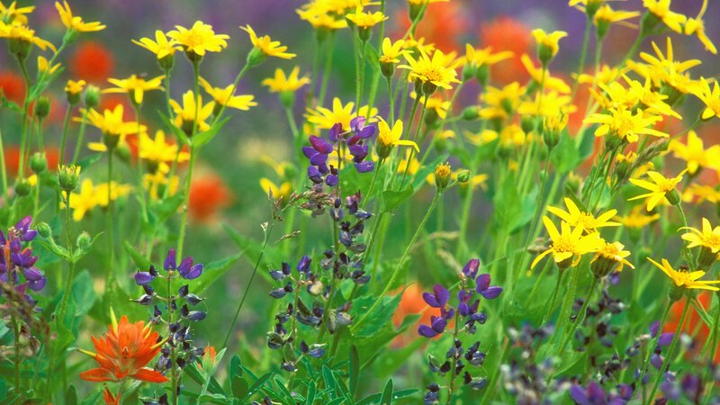 Colorful wildflowers in a meadow