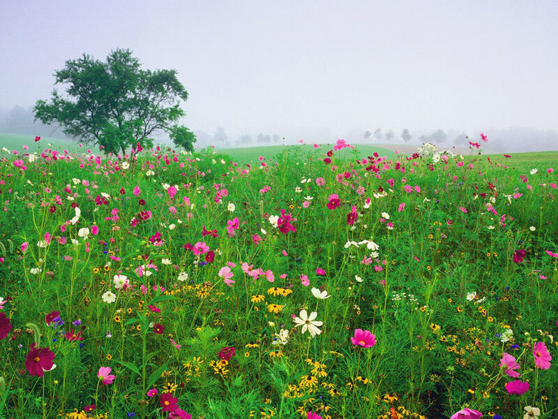 Colorful wildflowers in a misty field