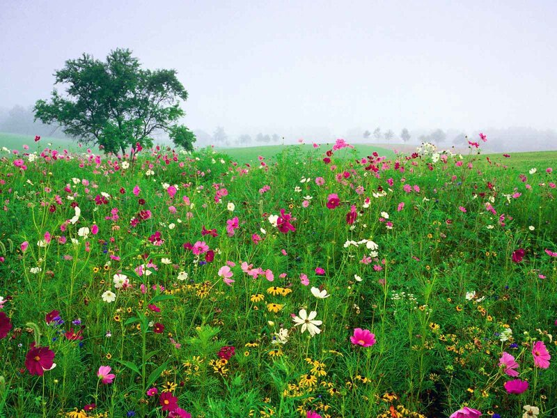 Colorful wildflowers in a misty field