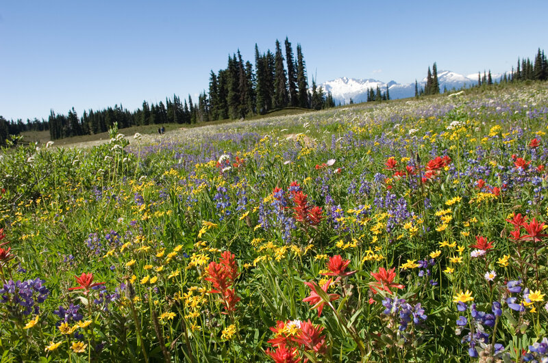 Colorful wildflowers in a mountain meadow
