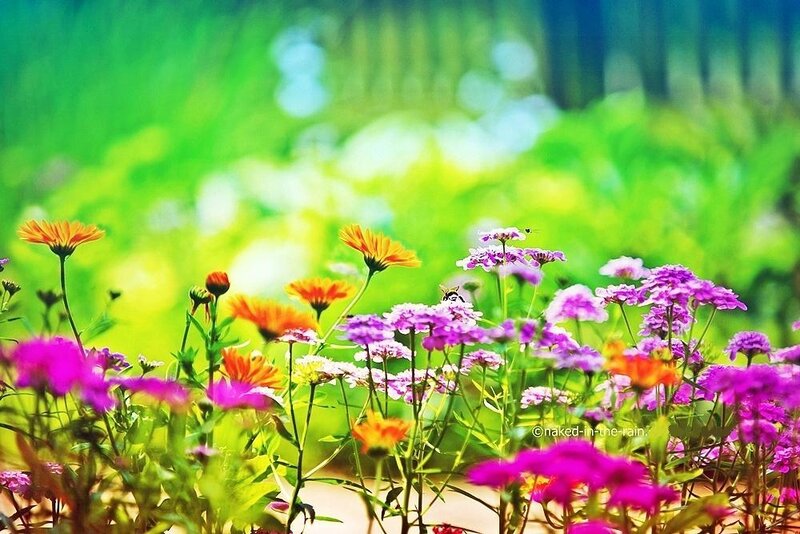 Colorful Wildflowers in Field — Green, Serene
