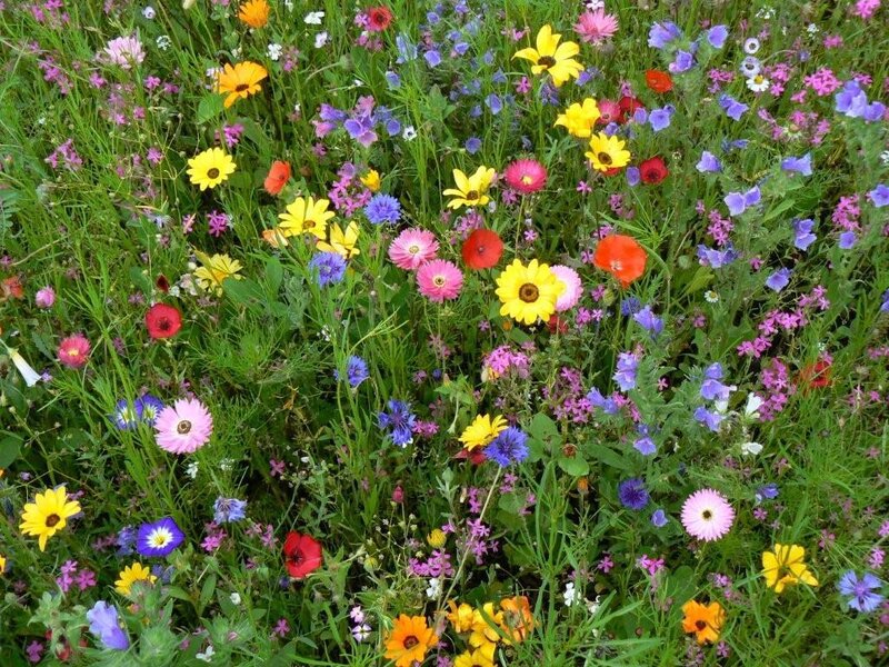 Colorful Wildflowers in Field — Green