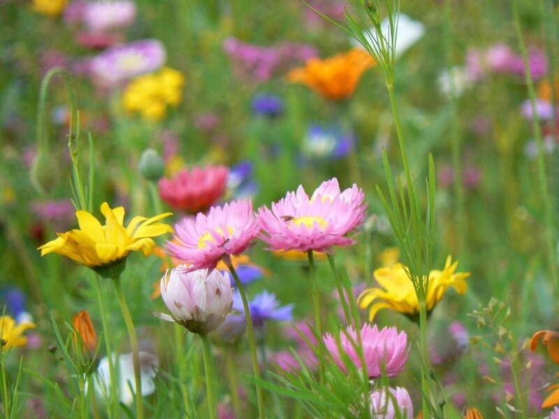 Colorful Wildflowers in Field — Pink