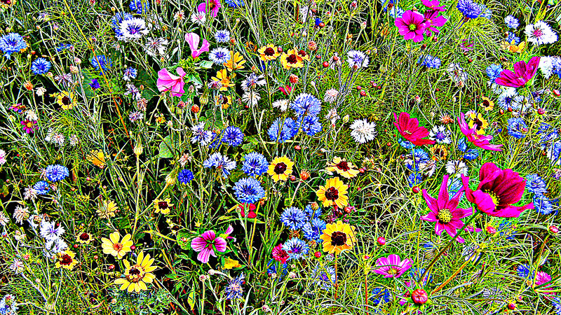 Colorful Wildflowers in Field