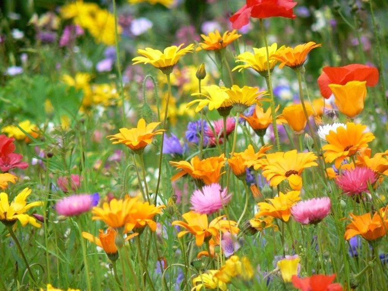 Colorful Wildflowers in Field — Yellow
