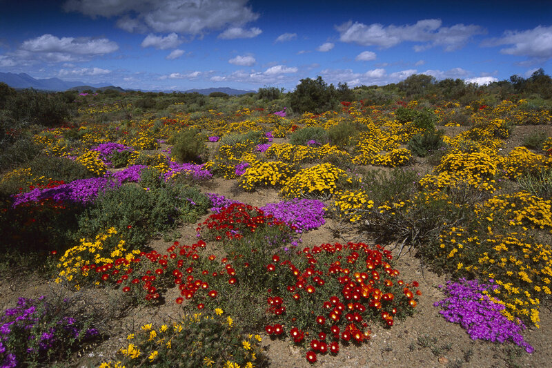 Colorful Wildflowers in Field — Yellow, Vibrant, Afternoon