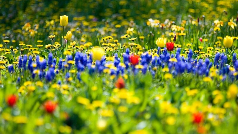 Colorful Wildflowers in Field — Yellow, Vibrant, Spring